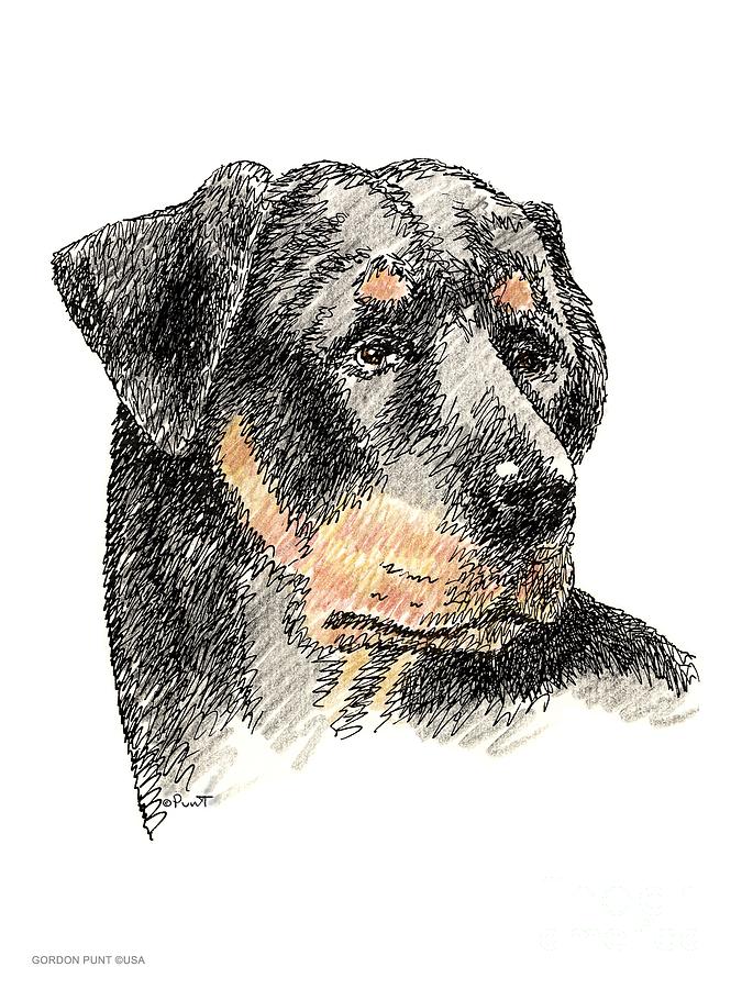 Rottweiler-Artwork Drawing by Gordon Punt