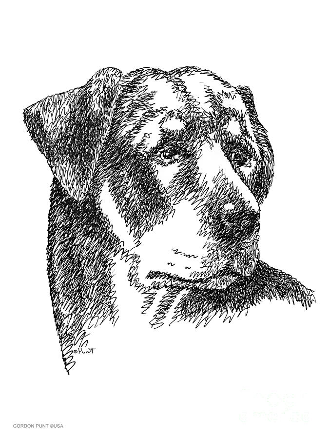 Rottweiler-Drawing Drawing by Gordon Punt