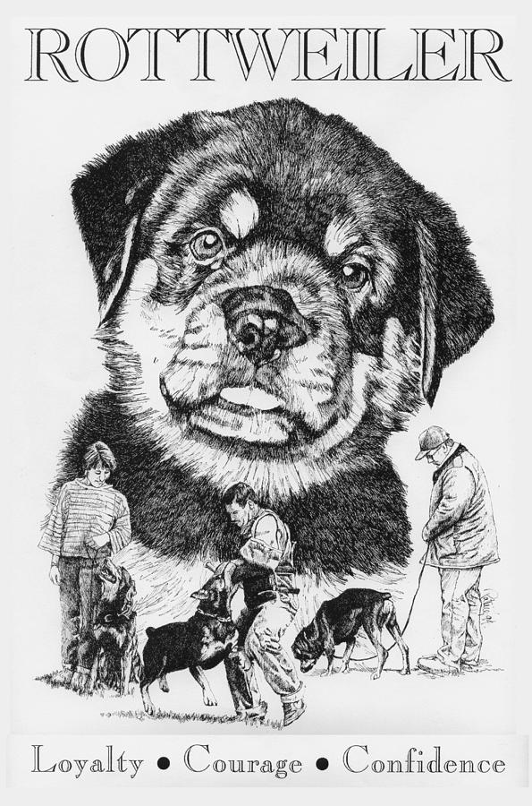 Rottweiler Drawing - Rottweiler by Patrice Clarkson