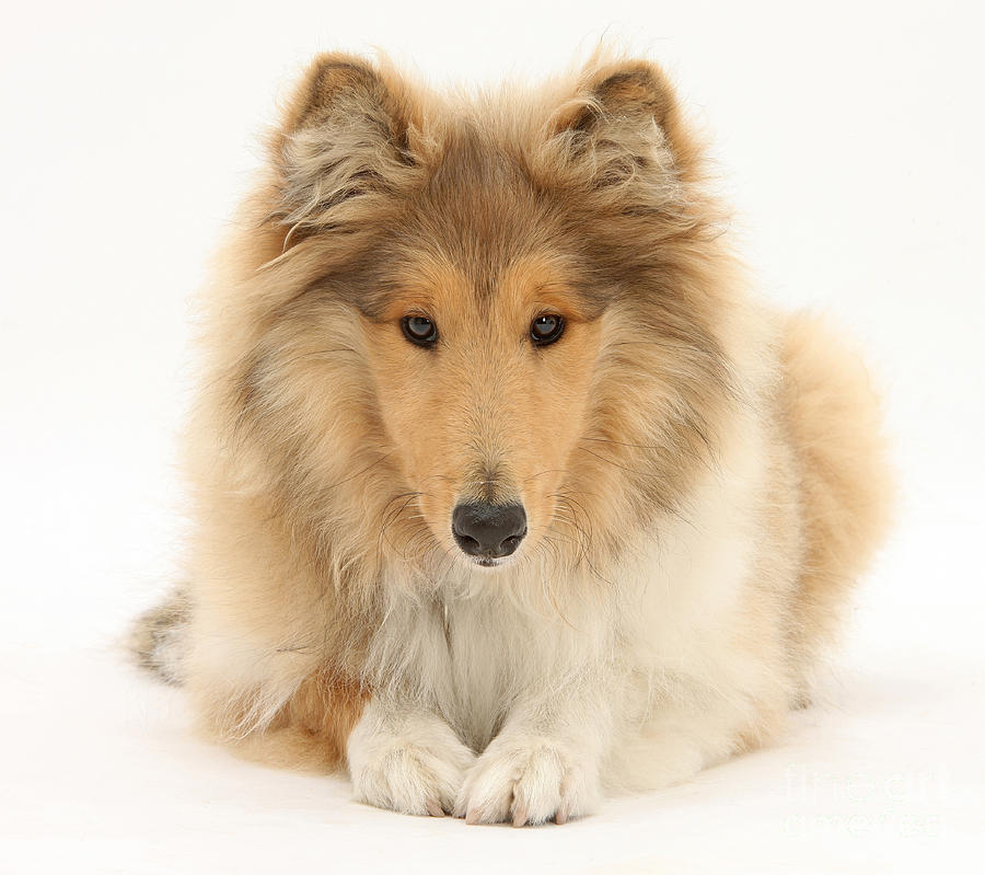 Rough Collie Photograph by Mark Taylor