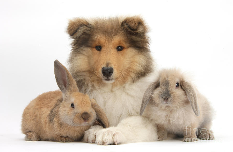 Rough Collie Pup With Two Young Rabbits Photograph by Mark Taylor