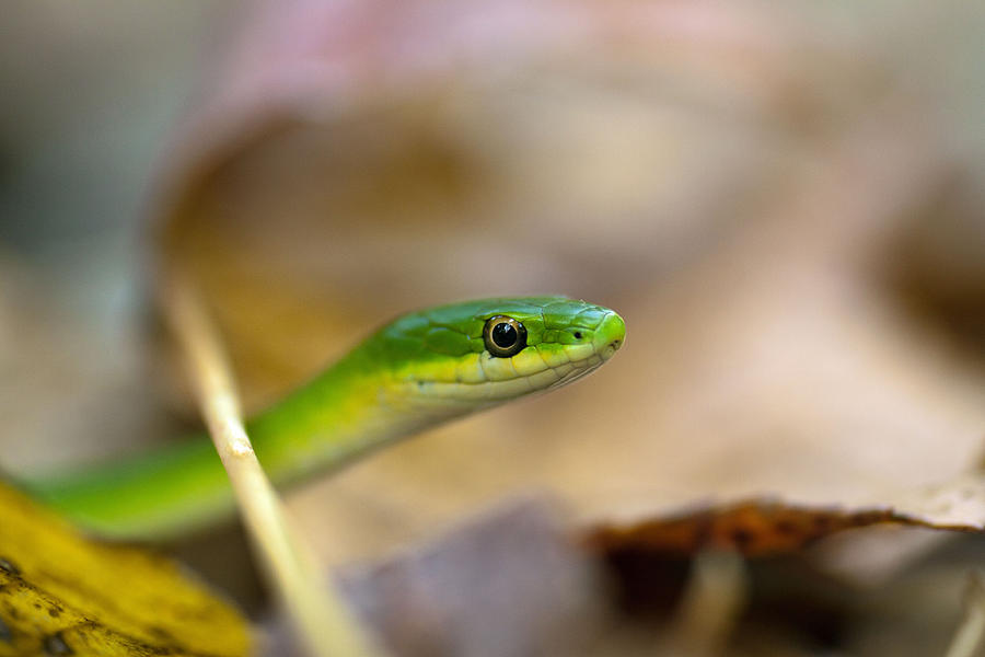 Snake Photograph - Rough Green Snake by Dan Lease