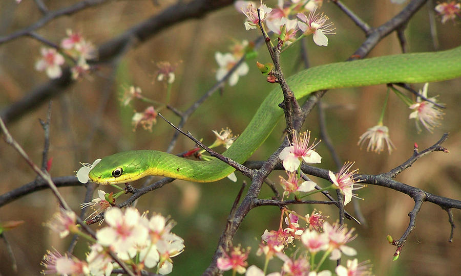 Rough Green Snake Photograph by Peggy Urban