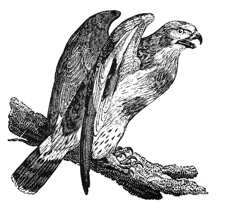 Rough-legged Falcon Photograph by Granger