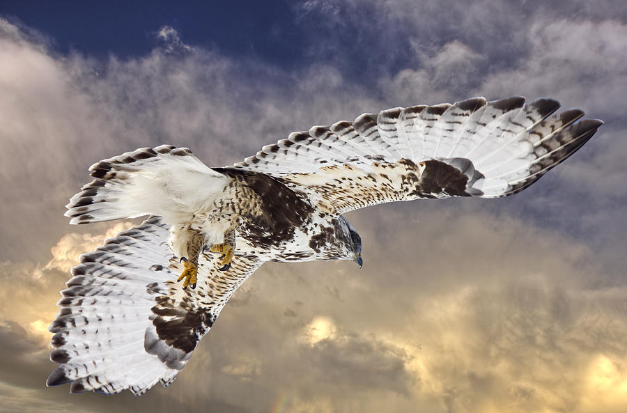 Rough Legged Hawk in Flight Digital Art by Mark Duffy - Fine Art America