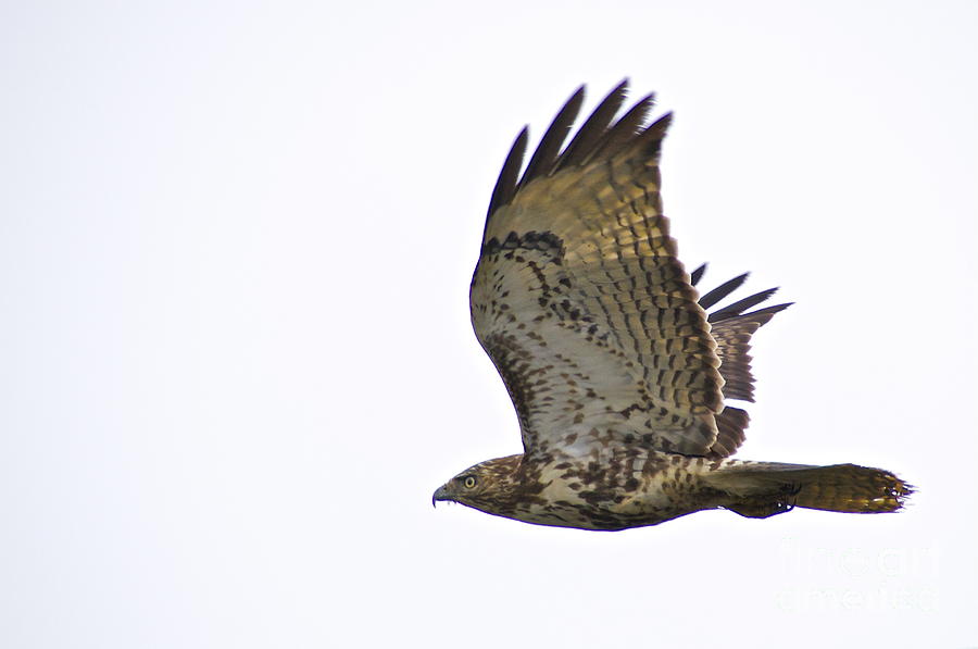Rough-legged Hawk in Flight Photograph by Sean Griffin