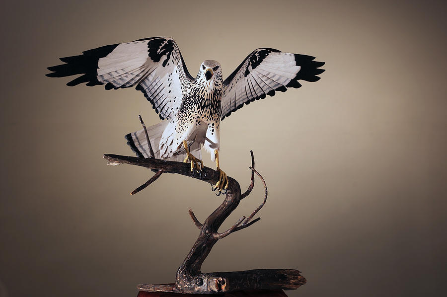 Hawk Sculpture - Rough Legged Hawk by Monte Burzynski
