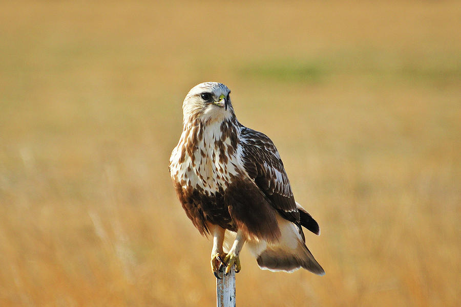 Hawk Photograph - Rough Legged Hawk Sitting Pretty by Greg Norrell