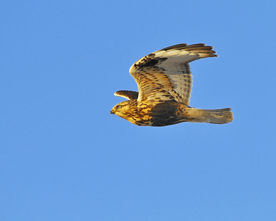 Rough-legged Hawk Photograph by Tony Beck