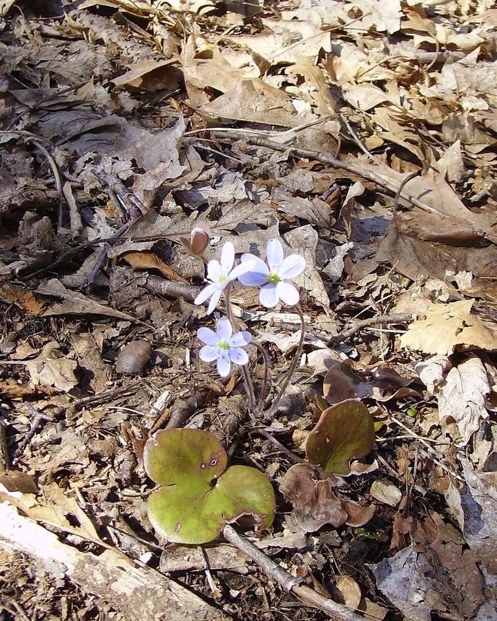 Round lobed Hepatica Photograph by Amy McClosky - Fine Art America