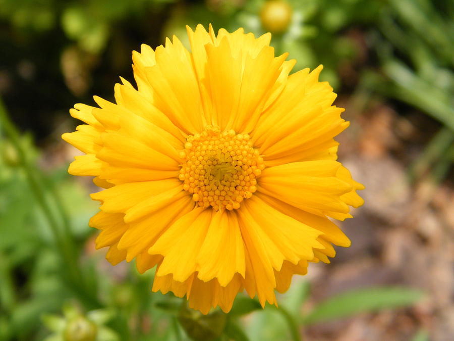 Round Yellow Coreopsis Flower Photograph by Mary Sedivy - Fine Art America