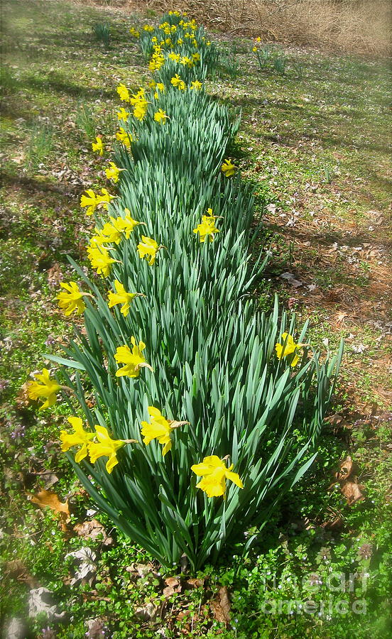 Row of Daffodils Photograph by Nancy Patterson