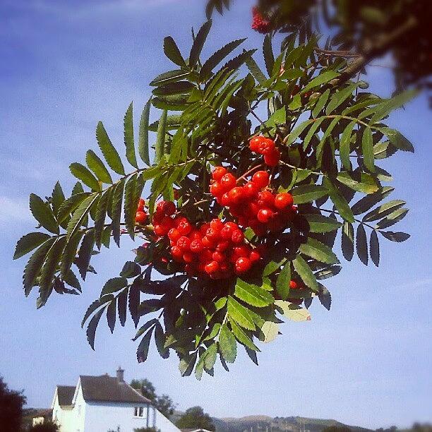Nature Photograph - #rowan #berries Of #september by Linandara Linandara