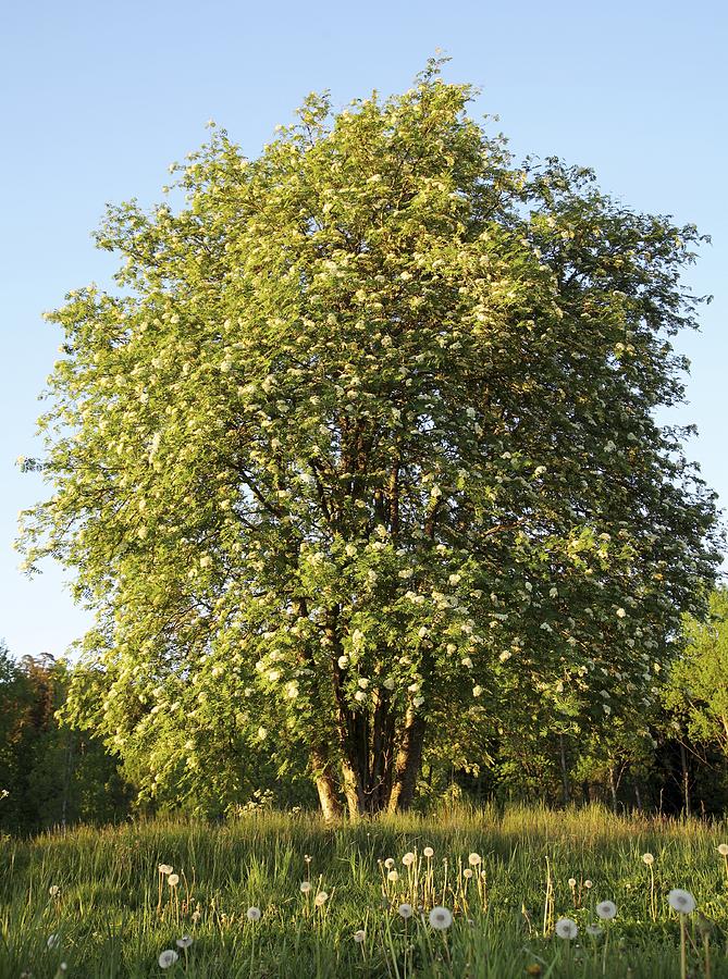 Rowan (sorbus Aucuparia) Photograph By Bjorn Svensson - Fine Art America