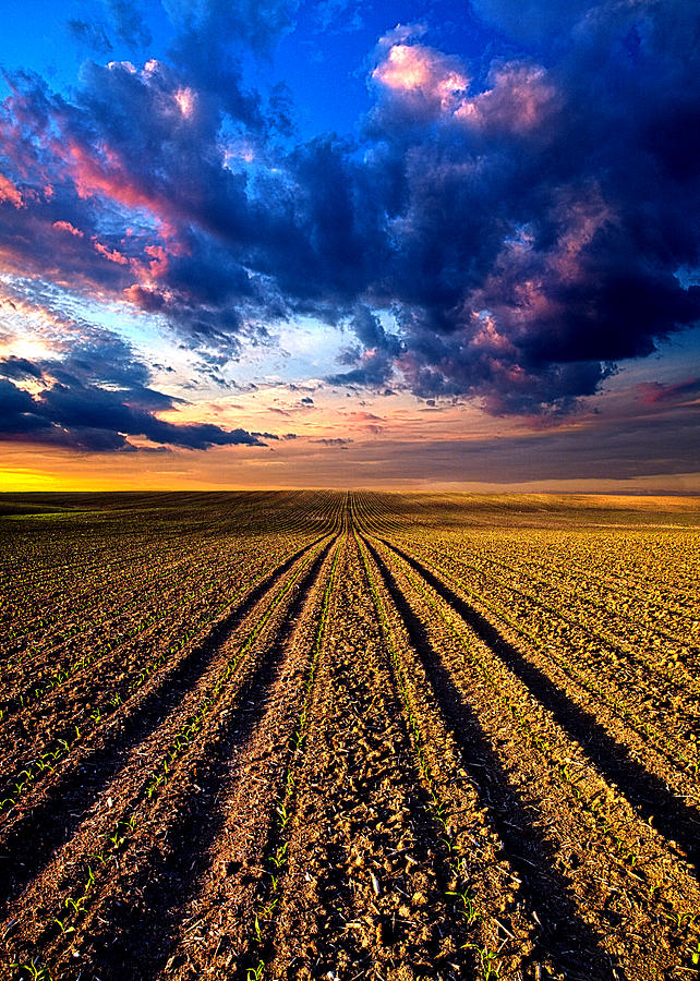 Landscape Photograph - Rows and Rows by Phil Koch