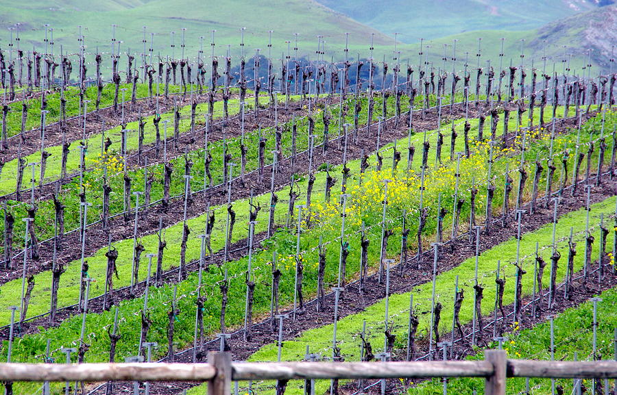 Rows of Grape Vines Photograph by Jeff Lowe