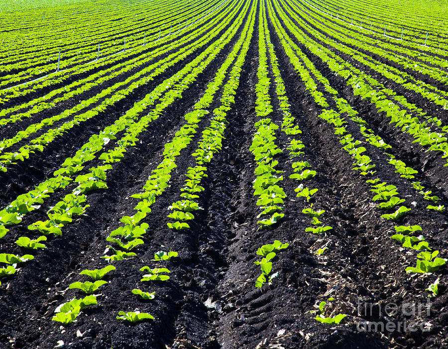 Rows Of Planted Crops Photograph by David Buffington