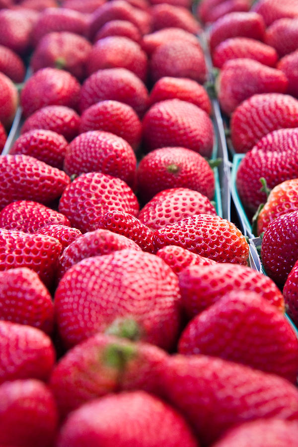 Rows Of Ripe Strawberries Photograph by Dina Calvarese