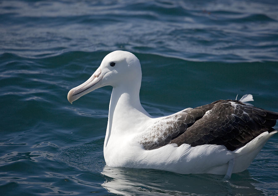 Royal Albatross Photograph by Bob Gibbons | Fine Art America