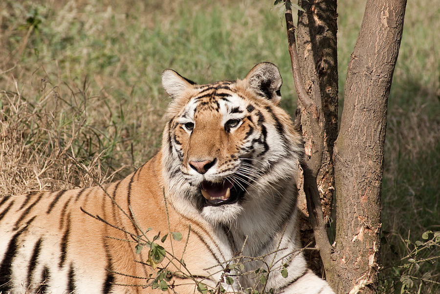Royal Bengal Tiger Inside The Delhi Zoo Photograph