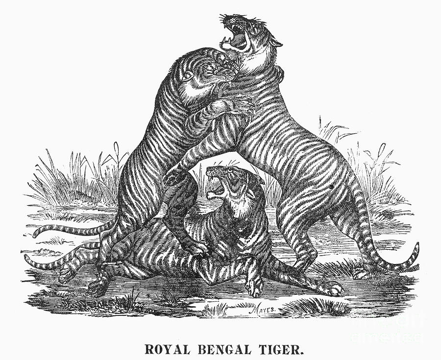 Tiger Photograph - Royal Bengal Tigers by Granger