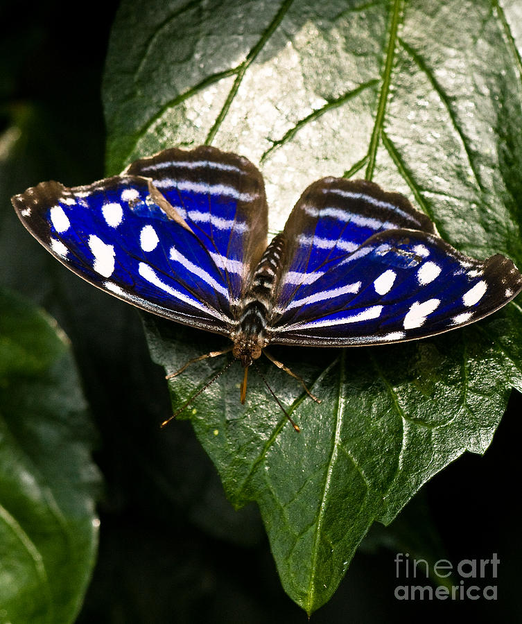 Royal Blue Butterfly 2 Photograph by Terry Elniski
