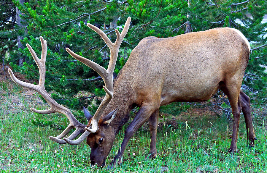 Yellowstone National Park Photograph - Royal Bull Elk by Karon Melillo DeVega