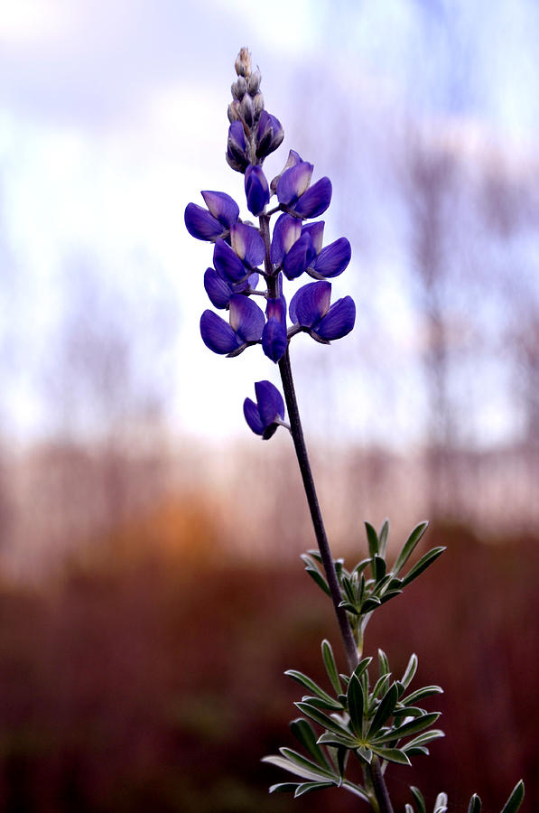 Royal Like Lupine Photograph by Sandy Fisher