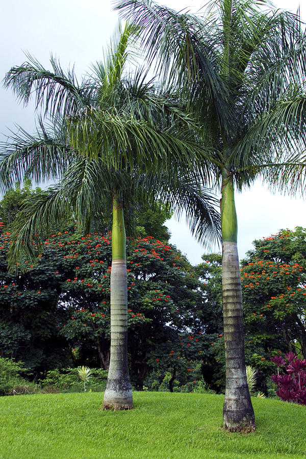 The Importance of Pre-Irrigating Royal Palms, Sylvesters, Canaries and ...