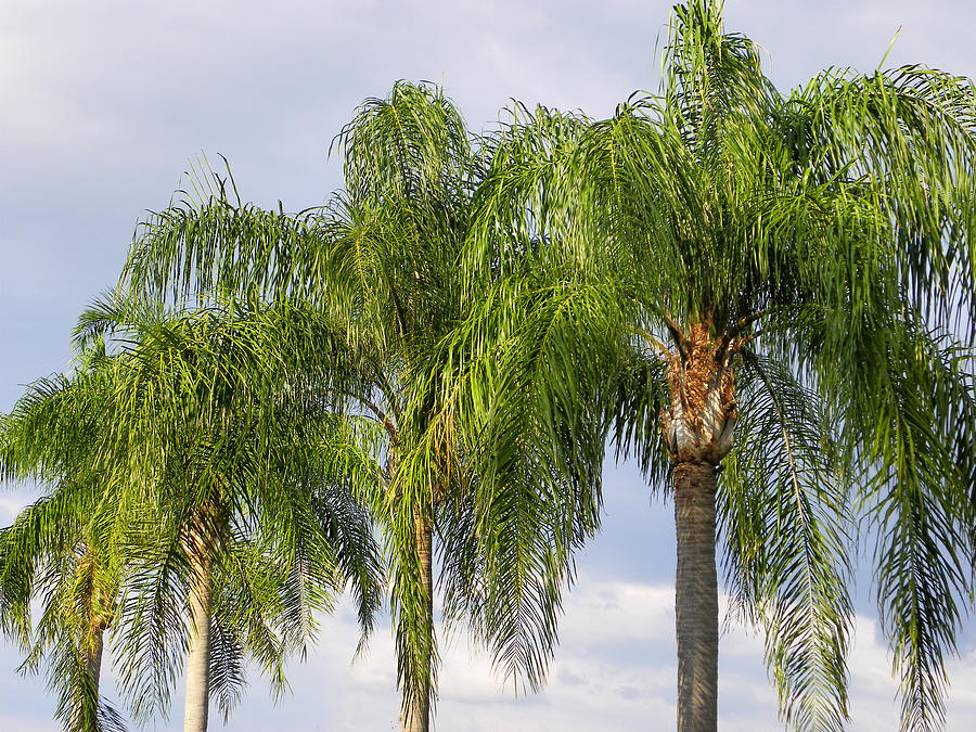 Royal Palms Photograph by Judy Wanamaker