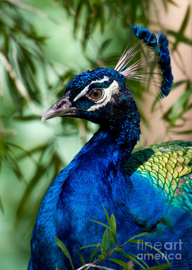 Royal Peacock Photograph by Sabrina L Ryan