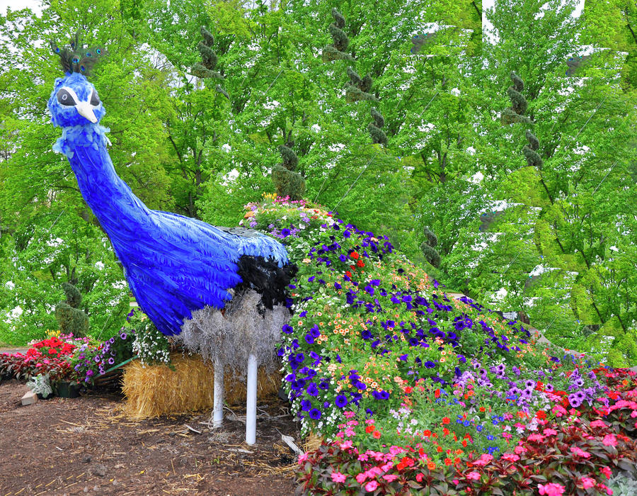 Royal Peacock Photograph by Vijay Sharon Govender