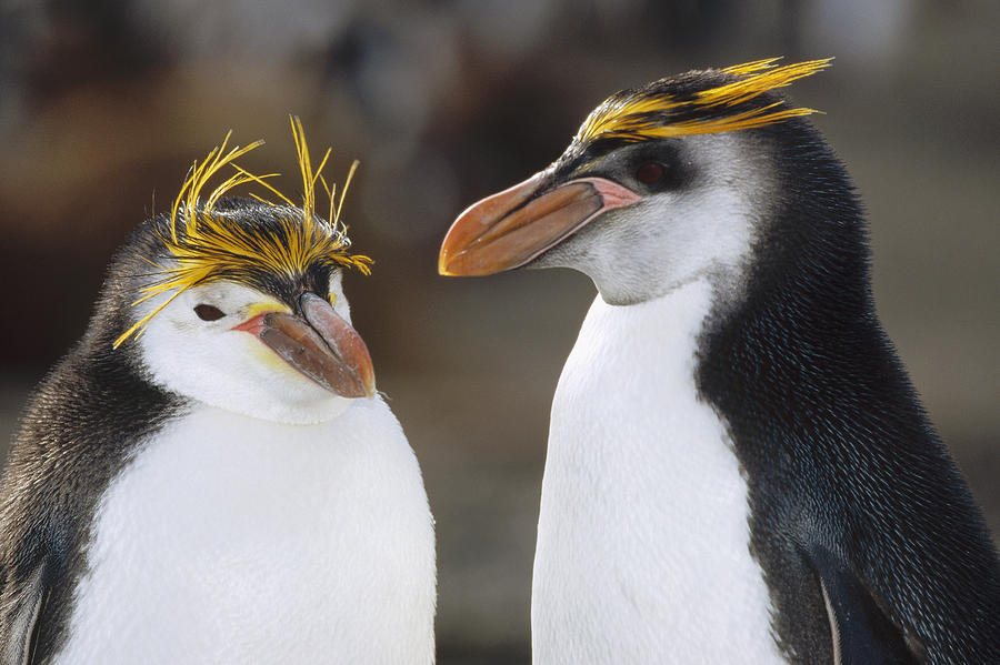 Royal Penguin Eudyptes Schlegeli Pair Photograph by Konrad Wothe