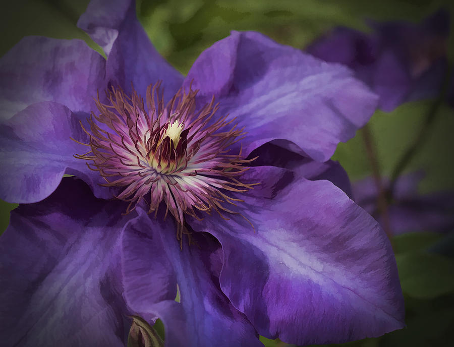 Royal Purple Jackmanii Clematis Blossom Photograph by Kathy Clark