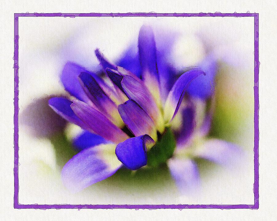 Flowers Still Life Photograph - Royal Purple by Judi Bagwell