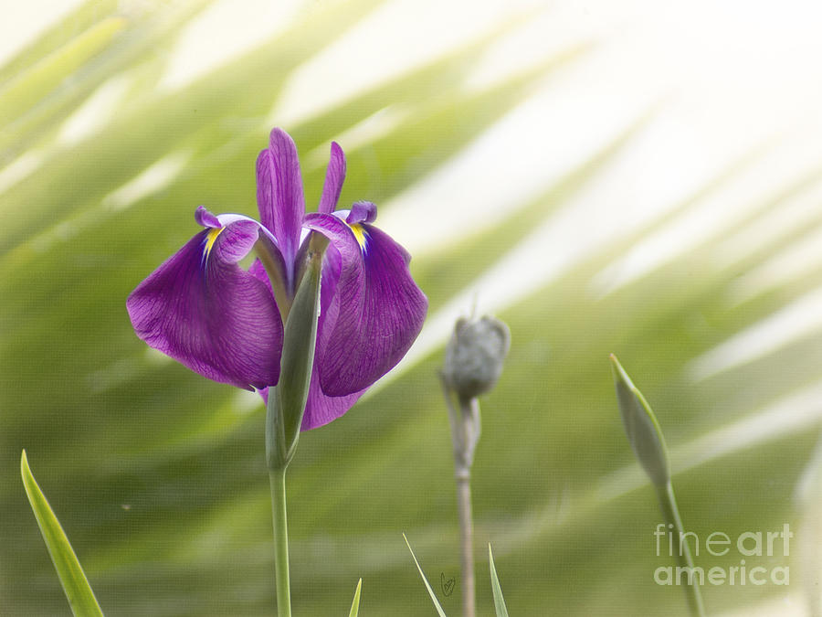 Purple Japanese Water Iris Photograph by Cindy Garber Iverson