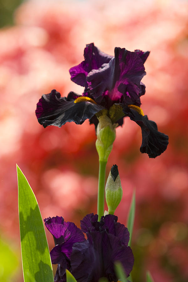 Royal Purple Tall Bearded Iris with Peachy Azalea Background Photograph by Kathy Clark