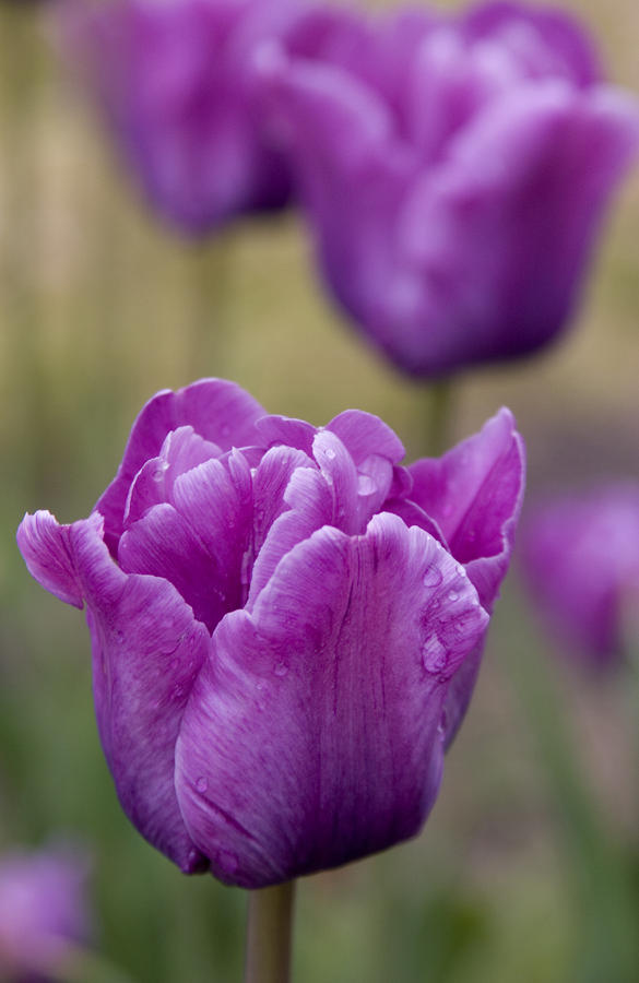 Royal Purple Tulips Photograph by Elvira Butler