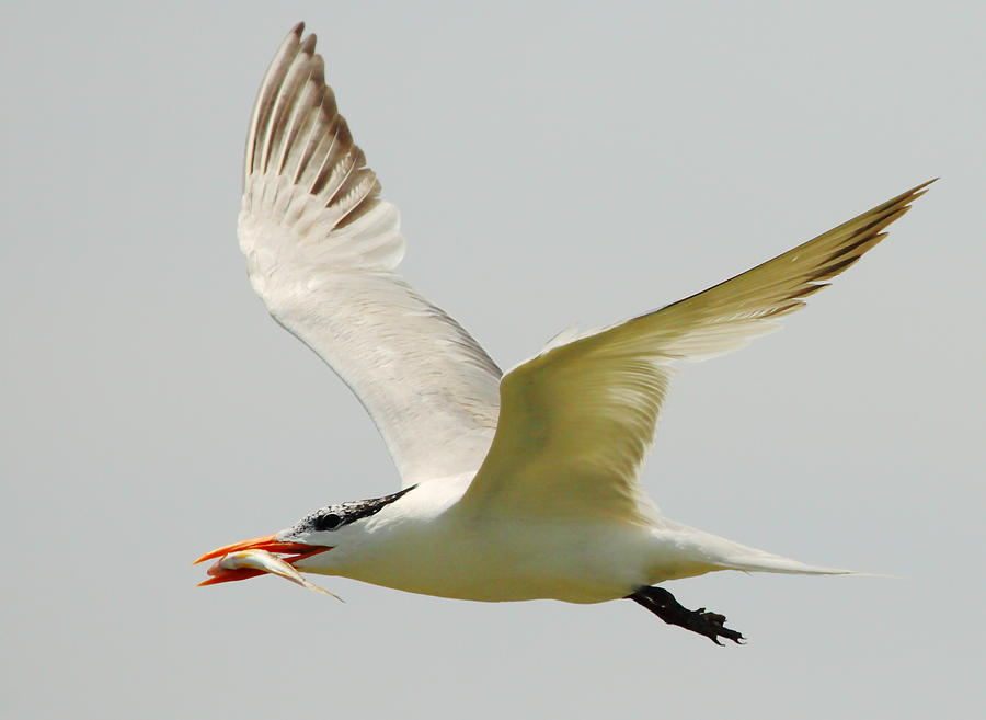 Royal Tern Photograph by Andrew McInnes