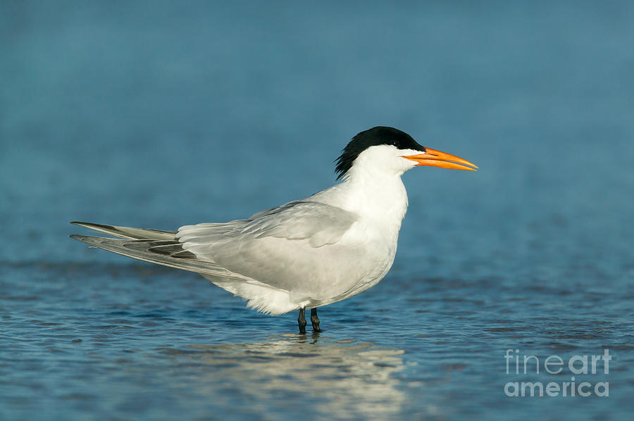 Animal Photograph - Royal Tern by Clarence Holmes
