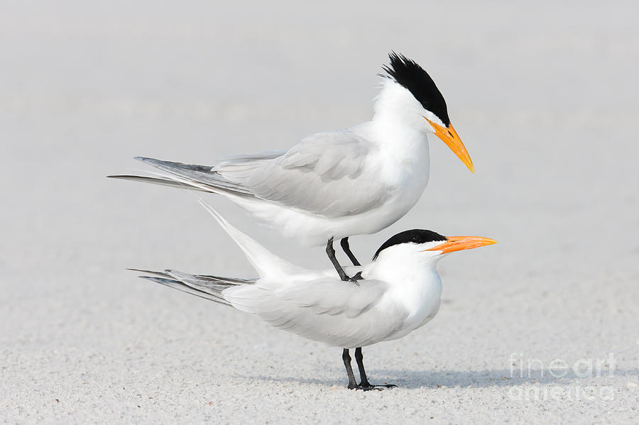 Royal Terns Courting Photograph by Clarence Holmes