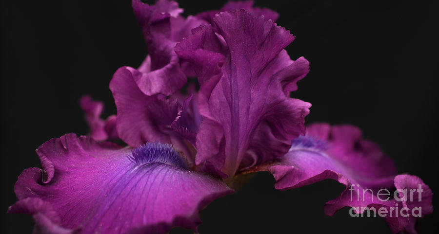 Iris Photograph - Royal Velvet by Kathleen ODonnell