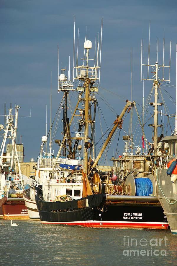 Royal Viking Photograph by Randy Harris - Fine Art America