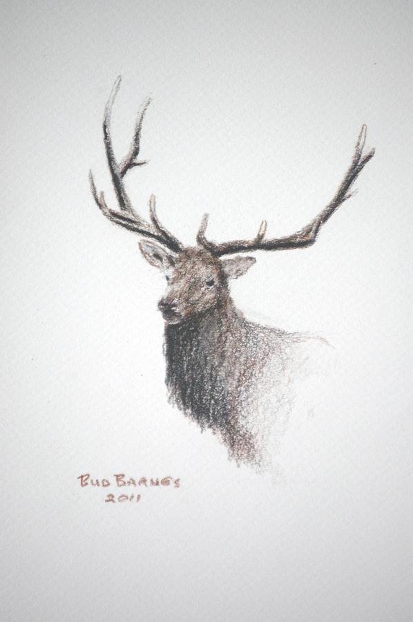 Animal Drawing - Royalty by Bud  Barnes