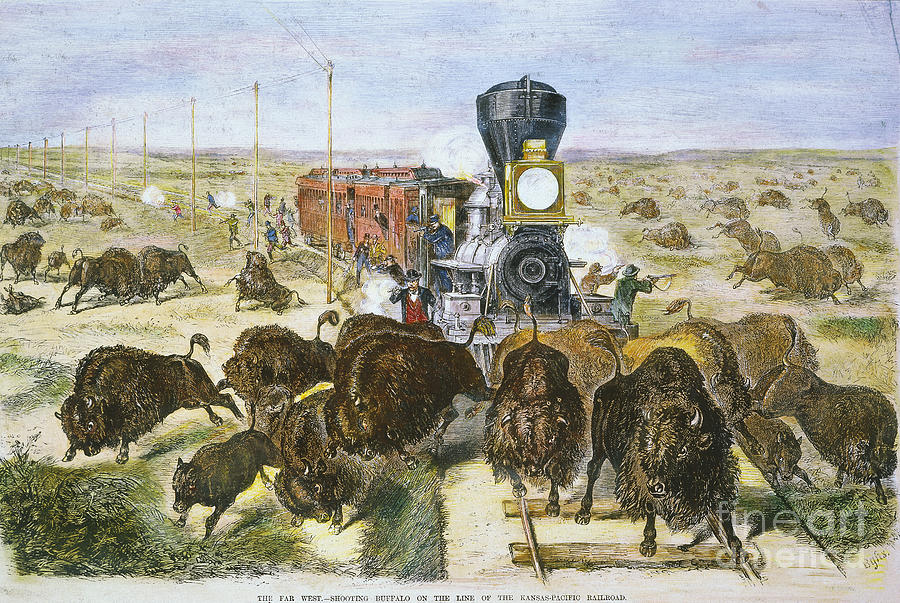 Rr: Shooting Buffalo, 1871 Photograph by Granger