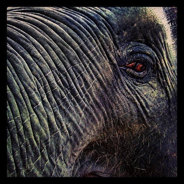 Elephant Photograph - #rreens #elephant #elephantoftheday by Richard Reens
