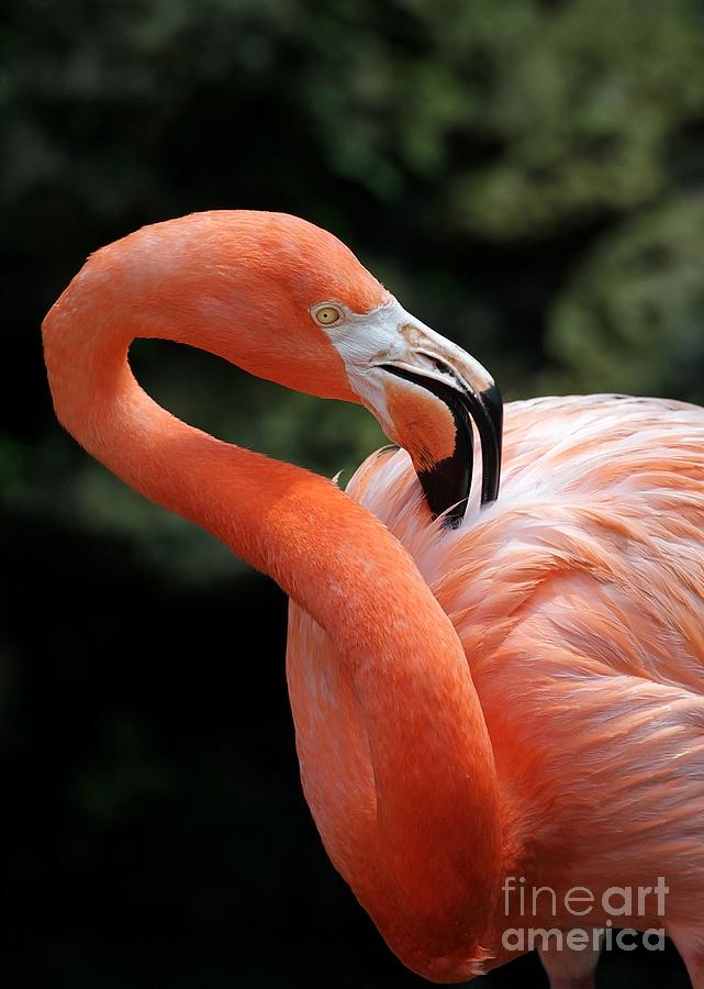 Rubber Neck Flamingo Photograph by Sabrina L Ryan