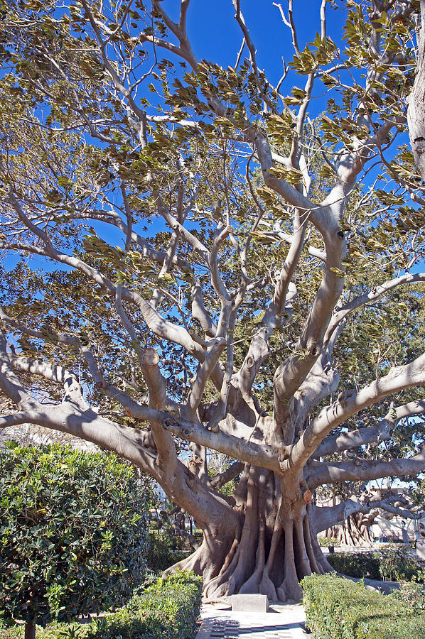 Rubber tree Photograph by Rod Jones