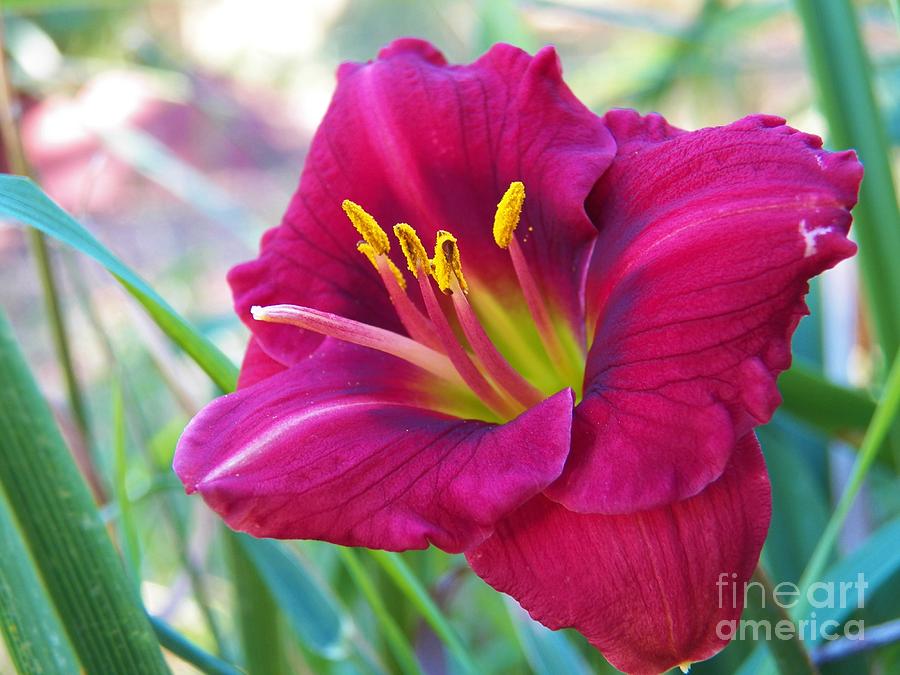 Lily Photograph - Ruby Color Lillie by Judy Via-Wolff