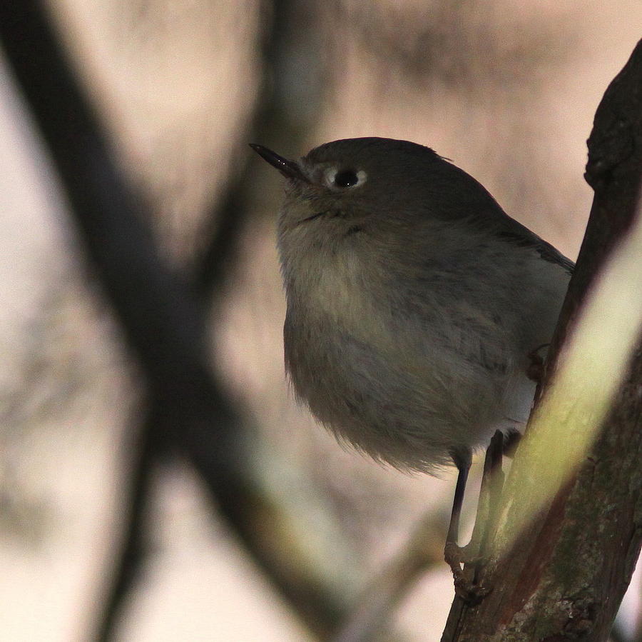 Ruby-crowned Kinglet - Little King Photograph
